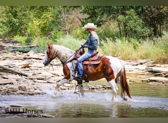 American Quarter Horse, Ruin, 14 Jaar, 150 cm, Tobiano-alle-kleuren