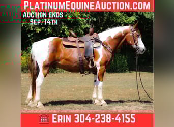 American Quarter Horse, Ruin, 14 Jaar, 150 cm, Tobiano-alle-kleuren