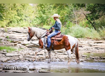 American Quarter Horse, Ruin, 14 Jaar, 150 cm, Tobiano-alle-kleuren