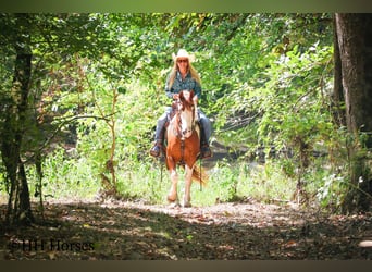 American Quarter Horse, Ruin, 14 Jaar, 150 cm, Tobiano-alle-kleuren