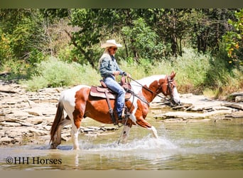 American Quarter Horse, Ruin, 14 Jaar, 150 cm, Tobiano-alle-kleuren