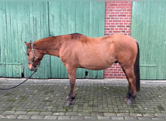 American Quarter Horse, Ruin, 14 Jaar, 150 cm
