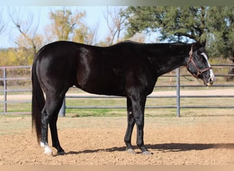 American Quarter Horse, Ruin, 14 Jaar, 152 cm, Bruin