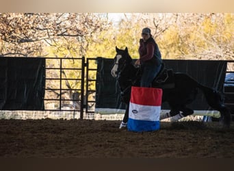 American Quarter Horse, Ruin, 14 Jaar, 152 cm, Bruin