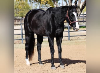 American Quarter Horse, Ruin, 14 Jaar, 152 cm, Bruin