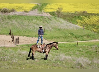 American Quarter Horse, Ruin, 14 Jaar, 152 cm, Buckskin