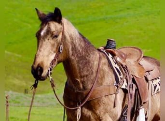 American Quarter Horse, Ruin, 14 Jaar, 152 cm, Buckskin