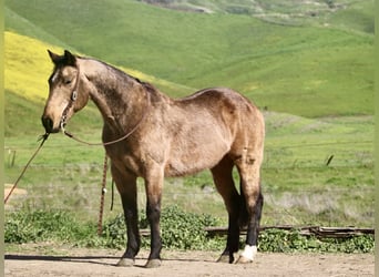 American Quarter Horse, Ruin, 14 Jaar, 152 cm, Buckskin