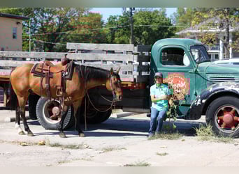 American Quarter Horse, Ruin, 14 Jaar, 152 cm, Buckskin