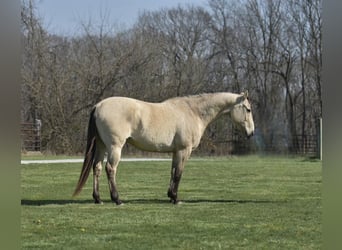 American Quarter Horse, Ruin, 14 Jaar, 152 cm, Buckskin