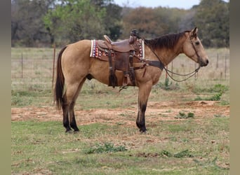 American Quarter Horse, Ruin, 14 Jaar, 152 cm, Buckskin