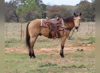 American Quarter Horse, Ruin, 14 Jaar, 152 cm, Buckskin