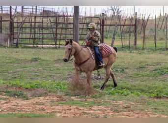 American Quarter Horse, Ruin, 14 Jaar, 152 cm, Buckskin