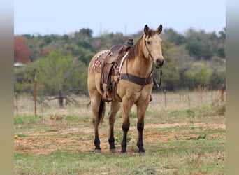 American Quarter Horse, Ruin, 14 Jaar, 152 cm, Buckskin