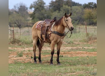 American Quarter Horse, Ruin, 14 Jaar, 152 cm, Buckskin