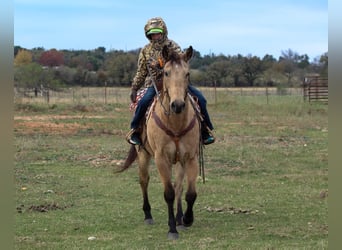 American Quarter Horse, Ruin, 14 Jaar, 152 cm, Buckskin