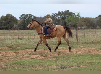 American Quarter Horse, Ruin, 14 Jaar, 152 cm, Buckskin