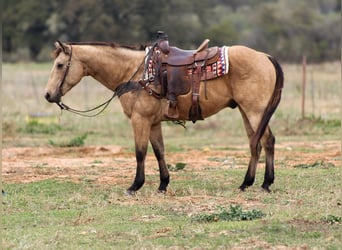 American Quarter Horse, Ruin, 14 Jaar, 152 cm, Buckskin