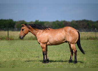 American Quarter Horse, Ruin, 14 Jaar, 152 cm, Falbe