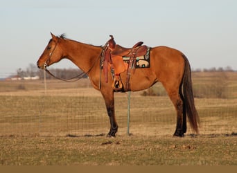 American Quarter Horse, Ruin, 14 Jaar, 152 cm, Falbe