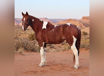 American Quarter Horse, Ruin, 14 Jaar, 152 cm, Gevlekt-paard