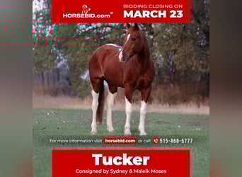 American Quarter Horse, Ruin, 14 Jaar, 152 cm, Gevlekt-paard