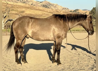 American Quarter Horse, Ruin, 14 Jaar, 152 cm, Grullo