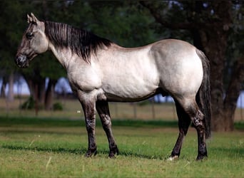 American Quarter Horse, Ruin, 14 Jaar, 152 cm, Grullo