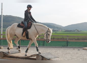 American Quarter Horse, Ruin, 14 Jaar, 152 cm, Palomino