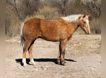 American Quarter Horse, Ruin, 14 Jaar, 152 cm, Palomino