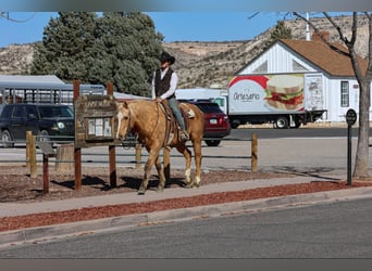 American Quarter Horse, Ruin, 14 Jaar, 152 cm, Palomino