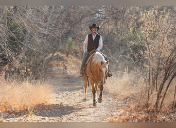 American Quarter Horse, Ruin, 14 Jaar, 152 cm, Palomino