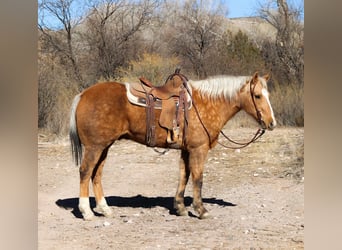 American Quarter Horse, Ruin, 14 Jaar, 152 cm, Palomino