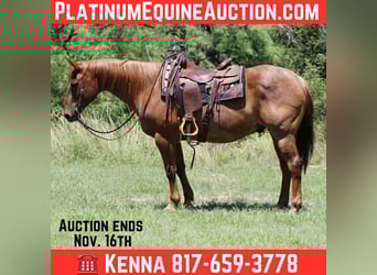 American Quarter Horse, Ruin, 14 Jaar, 152 cm, Roan-Red