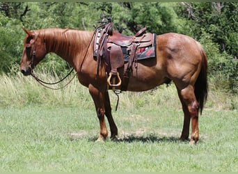 American Quarter Horse, Ruin, 14 Jaar, 152 cm, Roan-Red