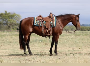 American Quarter Horse, Ruin, 14 Jaar, 152 cm, Roodbruin