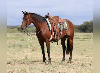 American Quarter Horse, Ruin, 14 Jaar, 152 cm, Roodbruin