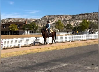 American Quarter Horse, Ruin, 14 Jaar, 152 cm, Roodbruin