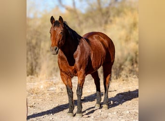 American Quarter Horse, Ruin, 14 Jaar, 152 cm, Roodbruin