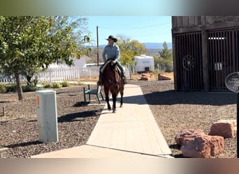 American Quarter Horse, Ruin, 14 Jaar, 152 cm, Roodbruin