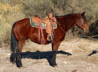 American Quarter Horse, Ruin, 14 Jaar, 152 cm, Roodbruin