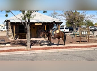 American Quarter Horse, Ruin, 14 Jaar, 152 cm, Roodbruin