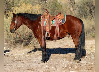 American Quarter Horse, Ruin, 14 Jaar, 152 cm, Roodbruin