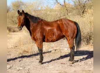 American Quarter Horse, Ruin, 14 Jaar, 152 cm, Roodbruin