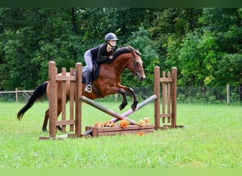 American Quarter Horse, Ruin, 14 Jaar, 152 cm, Roodbruin