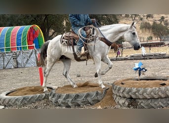 American Quarter Horse, Ruin, 14 Jaar, 152 cm, Schimmel