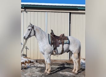American Quarter Horse, Ruin, 14 Jaar, 152 cm, Schimmel
