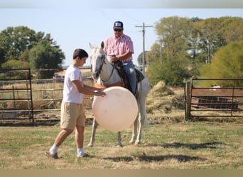 American Quarter Horse, Ruin, 14 Jaar, 152 cm, Schimmel