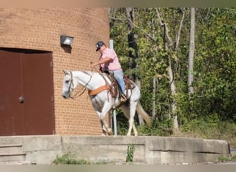 American Quarter Horse, Ruin, 14 Jaar, 152 cm, Schimmel