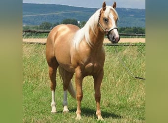 American Quarter Horse, Ruin, 14 Jaar, 153 cm, Palomino